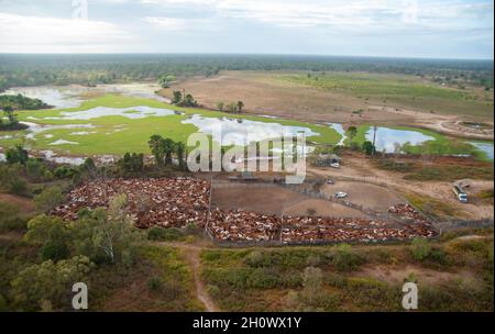 braham-Rinder in den Hochwasserebenen in der Nähe des Golfes von chpentaria North Queensland, Australien. Stockfoto