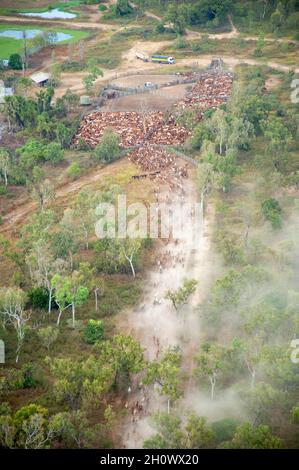 braham-Rinder in den Hochwasserebenen in der Nähe des Golfes von chpentaria North Queensland, Australien. Stockfoto