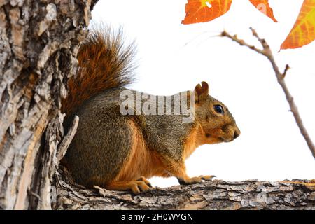 Das Fuchshörnchen sitzt am bewölkten Tag auf einem Ast mit goldroten Herbstblättern Stockfoto