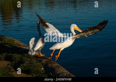 Wir sind gestartet, der farbenfrohe, große weiße Pelikan beginnt am Balboa-See im Talpark von LA, CA zu fliegen. Die feinste Kreation der Natur mit ungewöhnlichem Stil. Stockfoto