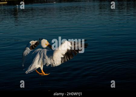 Wir sind gestartet, der farbenfrohe, große weiße Pelikan beginnt am Balboa-See im Talpark von LA, CA zu fliegen. Die feinste Kreation der Natur mit ungewöhnlichem Stil. Stockfoto