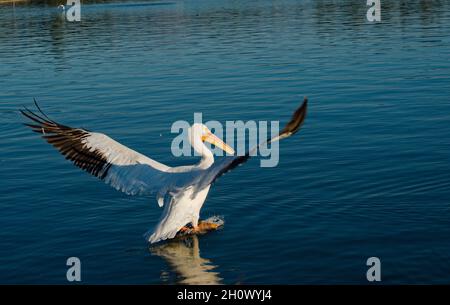 Wir sind gestartet, der farbenfrohe, große weiße Pelikan beginnt am Balboa-See im Talpark von LA, CA zu fliegen. Die feinste Kreation der Natur mit ungewöhnlichem Stil. Stockfoto