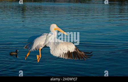 Wir sind gestartet, der farbenfrohe, große weiße Pelikan beginnt am Balboa-See im Talpark von LA, CA zu fliegen. Die feinste Kreation der Natur mit ungewöhnlichem Stil. Stockfoto