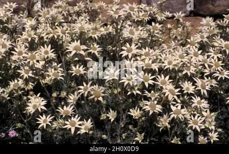 Flanell Blumen (ACTINOTUS HELIANTHI) Australien Stockfoto