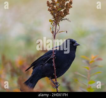 Rotflügelige Amsel sitzt auf dem Ast einer Pflanze. Herbstsaison. Blick auf die Straße, Reisefoto, Konzeptfoto Ornithologie Stockfoto