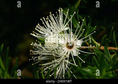 Burgan (Kunzea Ericoides) ist ein unscheinbarer kleiner Baum - bis er blüht! Die langen Staubblätter erleichtern die Identifizierung und sind bei Insekten beliebt. Stockfoto