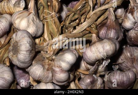 FRISCH GEERNTETE KNOBLAUCHZWIEBELN (ALLIUM SATIVUM) IN ZÖPFEN Stockfoto