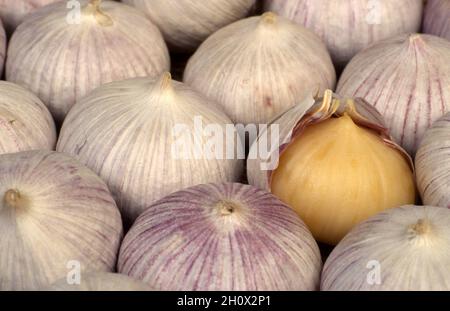 FRISCH GEERNTETE KNOBLAUCHZWIEBELN (ALLIUM SATIVUM) EINE ZWIEBEL TEILWEISE GESCHÄLT. Stockfoto