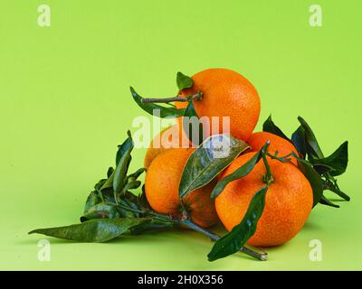 Frische Bio-Mandarinen mit grünen Blättern auf grünem Hintergrund. Mandarinen Stockfoto