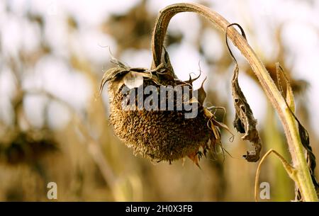 Nahaufnahme einer welkenden Sonnenblume Stockfoto