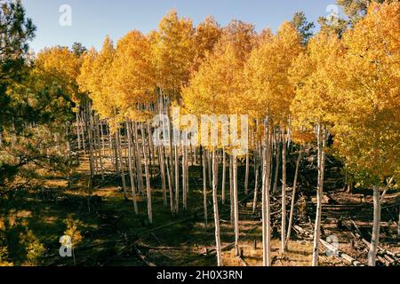 Golden aspen grove with dramatic lighting Stockfoto