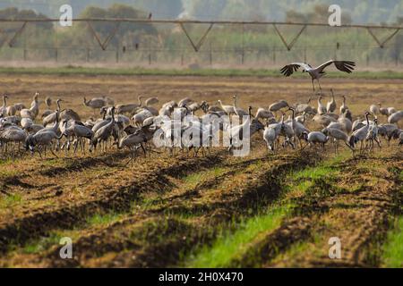 Hula Valley. Oktober 2021. Am Agamon Hula Conservation Lake in Nord-Israel, 14. Oktober 2021, wird eine Schar von wandernden grauen Kränen gesehen. Jedes Jahr passieren Hunderttausende Vögel Agamon, einen wichtigen Zwischenstopp für Zugvögel entlang des syrisch-afrikanischen Grabens, auf dem Weg nach Afrika und dann zurück nach Europa, und einige verbringen den Winter am See. Quelle: Ayal Margolin/JINI via Xinhua/Alamy Live News Stockfoto