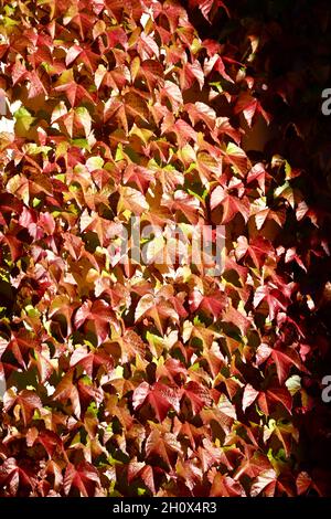 buntes Herbstlaub im Sonnenlicht in allen Farben schillernd Stockfoto