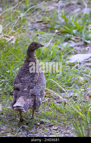 Weibliche Sooty Grouse (Dendragapus fuliginosus) Port Alice - Vancouver Island, British Columbia; Kanada Stockfoto