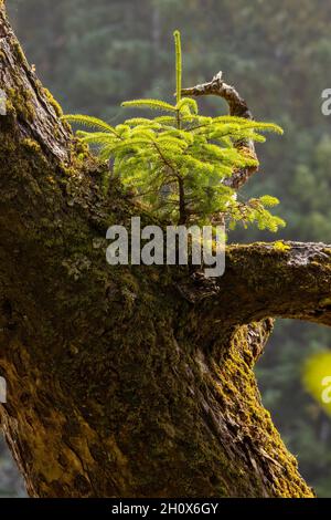 St. Josef Beach, Cape Scott Provincial Park, Vancouver Island, British Columbia, Kanada Stockfoto