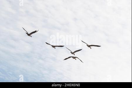 Graugänse im Flug. Wildfowl and Wetlands Centre, Slimbridge, Gloucestershire. VEREINIGTES KÖNIGREICH Stockfoto