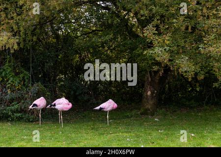 Andenflamingo (Phoenicoparrus andinus) ruht. Wildfowl and Wetlands Centre, Slimbridge, Gloucestershire. VEREINIGTES KÖNIGREICH Stockfoto
