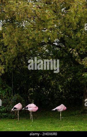 Andenflamingo (Phoenicoparrus andinus) ruht. Wildfowl and Wetlands Centre, Slimbridge, Gloucestershire. VEREINIGTES KÖNIGREICH Stockfoto
