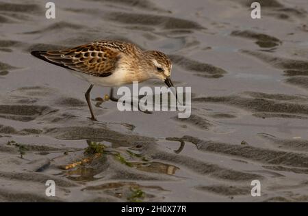 Semipalmated Sandpiper (Calidris pusilla) - Oyster Bay, Vancouver Island, British Columbia, Kanada Stockfoto