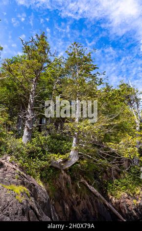 Strand in der San Josef Bay, Cape Scott Provincial Park, Vancouver Island, British Columbia, Kanada Stockfoto