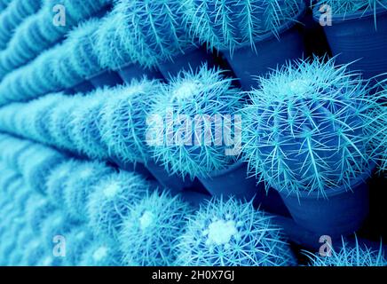 Surreale Pop-Art-Stil blau gefärbte Reihen von Topfpflanzen Golden Barrel Kaktus Pflanzen Stockfoto