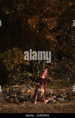 Sitzen im Heu in der Nähe von orangefarbenen und grünen Kürbissen gegen Herbstwald. Feiern Sie den Feiertag. Roter Zauberer Hut und Mantel, Hund in ausgefallener Kleidung. Deutscher Schäferhund Stockfoto