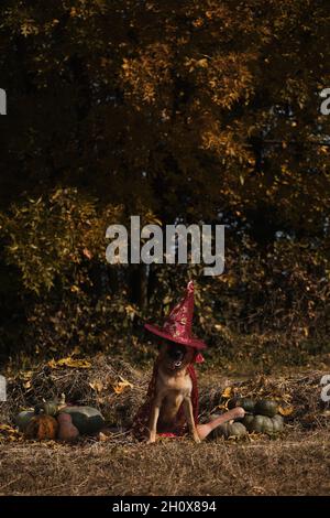 Sitzen im Heu in der Nähe von orangefarbenen und grünen Kürbissen gegen Herbstwald. Feiern Sie den Feiertag. Roter Zauberer Hut und Mantel, Hund in ausgefallener Kleidung. Deutscher Schäferhund Stockfoto