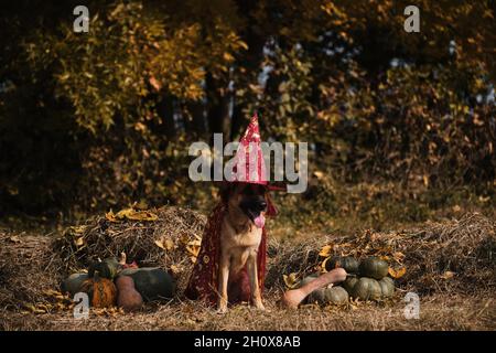 Sitzen im Heu in der Nähe von orangefarbenen und grünen Kürbissen gegen Herbstwald. Feiern Sie den Feiertag. Roter Zauberer Hut und Mantel, Hund in ausgefallener Kleidung. Deutscher Schäferhund Stockfoto