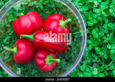 Süsse rote Paprika in einem Glaskorb auf grünem Gras. Gemüse für Veganer. Haufen reifer großer roter Paprika. Die rote süße Paprika, gut für die Gesundheit. Stockfoto