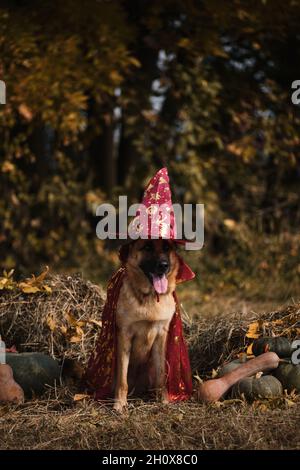 Sitzen im Heu in der Nähe von orangefarbenen und grünen Kürbissen gegen Herbstwald. Feiern Sie den Feiertag. Roter Zauberer Hut und Mantel, Hund in ausgefallener Kleidung. Deutscher Schäferhund Stockfoto