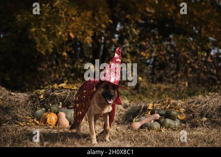 Wandern Sie durch Heu in der Nähe von orangefarbenen und grünen Kürbissen gegen den Herbstwald. Feiern Sie den Feiertag. Roter Zauberer Hut und Mantel, Hund in ausgefallener Kleidung. Deutsche Shphe Stockfoto