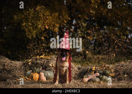 Sitzen im Heu in der Nähe von orangefarbenen und grünen Kürbissen gegen Herbstwald. Feiern Sie den Feiertag. Roter Zauberer Hut und Mantel, Hund in ausgefallener Kleidung. Deutscher Schäferhund Stockfoto