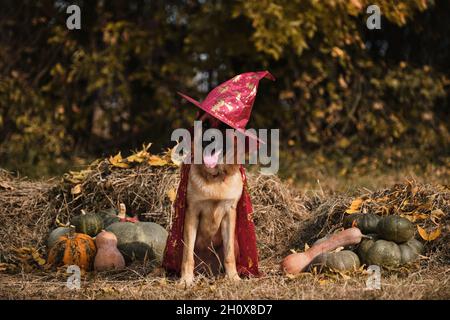 Sitzen im Heu in der Nähe von orangefarbenen und grünen Kürbissen gegen Herbstwald. Feiern Sie den Feiertag. Roter Zauberer Hut und Mantel, Hund in ausgefallener Kleidung. Deutscher Schäferhund Stockfoto