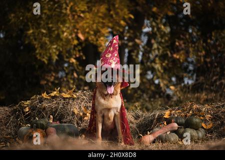 Sitzen im Heu in der Nähe von orangefarbenen und grünen Kürbissen gegen Herbstwald. Feiern Sie den Feiertag. Roter Zauberer Hut und Mantel, Hund in ausgefallener Kleidung. Deutscher Schäferhund Stockfoto