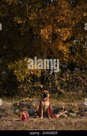 Sitzen im Heu in der Nähe von orangefarbenen und grünen Kürbissen gegen Herbstwald. Feiern Sie den Feiertag. Roter Zauberer Hut und Mantel, Hund in ausgefallener Kleidung. Deutscher Schäferhund Stockfoto