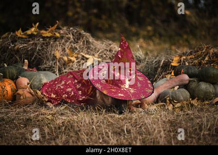 Liegen im Heu in der Nähe von orangen und grünen Kürbissen gegen Herbstwald. Feiern Sie den Feiertag. Roter Zauberer Hut und Mantel, Hund in ausgefallener Kleidung. Deutscher Schäferhund i. Stockfoto