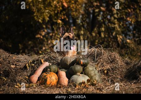 Hund liegt neben Dorf Herbst Ernte von Gemüse, Zunge ragt heraus. Deutscher Schäferhund feiert Halloween im Park neben oranger und grüner Pumpe Stockfoto