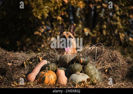 Hund liegt neben Dorf Herbst Ernte von Gemüse, Zunge ragt heraus. Deutscher Schäferhund feiert Halloween im Park neben oranger und grüner Pumpe Stockfoto