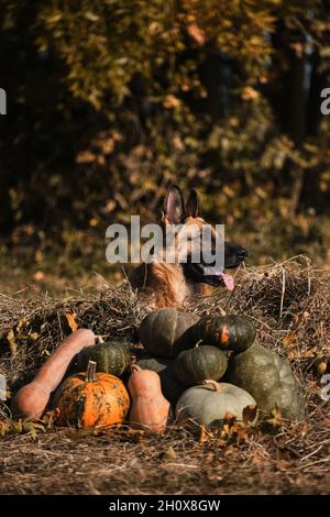 Hund liegt neben Dorf Herbst Ernte von Gemüse, Zunge ragt heraus. Deutscher Schäferhund feiert Halloween im Park neben oranger und grüner Pumpe Stockfoto