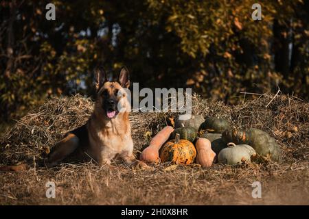 Hund liegt neben Dorf Herbst Ernte von Gemüse, Zunge ragt heraus. Deutscher Schäferhund feiert Halloween im Park neben oranger und grüner Pumpe Stockfoto