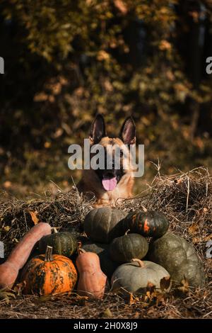 Hund liegt neben Dorf Herbst Ernte von Gemüse, Zunge ragt heraus. Deutscher Schäferhund feiert Halloween im Park neben oranger und grüner Pumpe Stockfoto