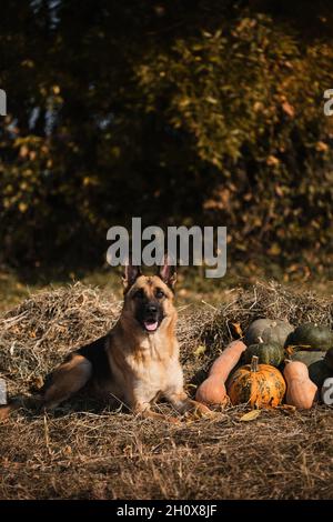 Hund liegt neben Dorf Herbst Ernte von Gemüse, Zunge ragt heraus. Deutscher Schäferhund feiert Halloween im Park neben oranger und grüner Pumpe Stockfoto