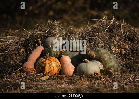 Minimalistischer Hintergrund für Halloween-Feiern. Frische Herbsternte von Gemüse. Kürbisse von grüner und oranger Farbe verschiedener Sorten und s Stockfoto