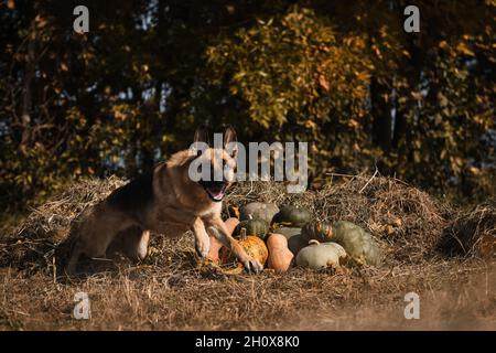 Der Hund läuft neben der Herbsternte mit Gemüse durch Heu. Deutscher Schäferhund feiert Halloween im Park neben orangen und grünen Kürbissen Agai Stockfoto