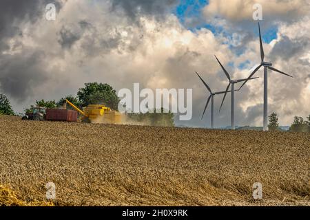 Weizenernte mit gelbem Mähdrescher und Traktor. Im Hintergrund liefern drei Windturbinen erneuerbare und saubere Energie. Assens, Dänemark Stockfoto