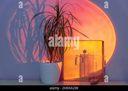 Der gerichtete Strahlerstrahl beleuchtet die Pflanze gegen die graue Wand Stockfoto