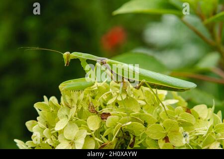 Große grüne Gottesanbeterin auf den Blättern einer Blume im heimischen Garten. Seitenansicht. Unscharfer Hintergrund. Das Konzept der wilden Insekten Stockfoto