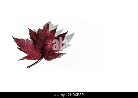 Herbst trockenes Blatt vom Baum auf weißem Hintergrund gefallen Stockfoto