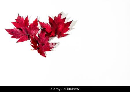 Herbst trockenes Blatt vom Baum auf weißem Hintergrund gefallen Stockfoto