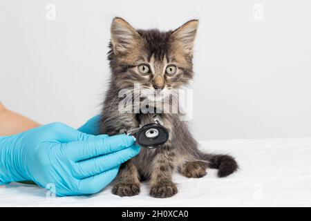 Der Tierarzt untersucht das Herz und die Lunge des Kätzchens mit einem Stethoskop. Tierklinik, Behandlung und Prävention von Krankheiten bei Katzen und Stockfoto
